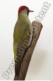 Green Woodpecker - Picus viridis 0005